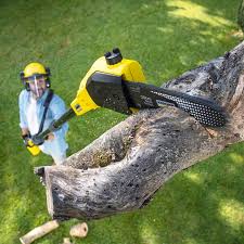 Levittown, PA Tree Removal and Landscaping Services Company